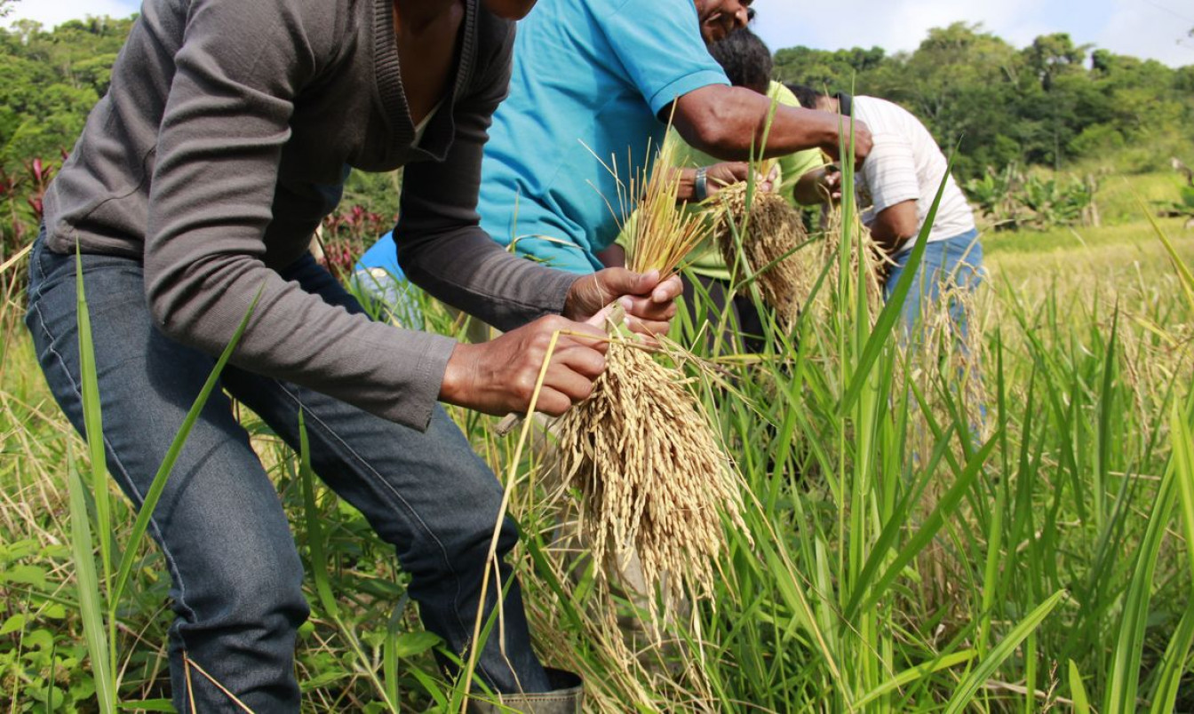 Arroz produzido por quilombolas abastece cozinha solidária em Sergipe