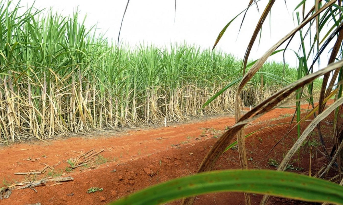 Conab estima produção de 663,4 milhões de toneladas de cana