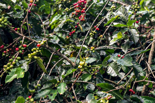 Produção de café deverá ser de 55,7 milhões de sacas em 2025