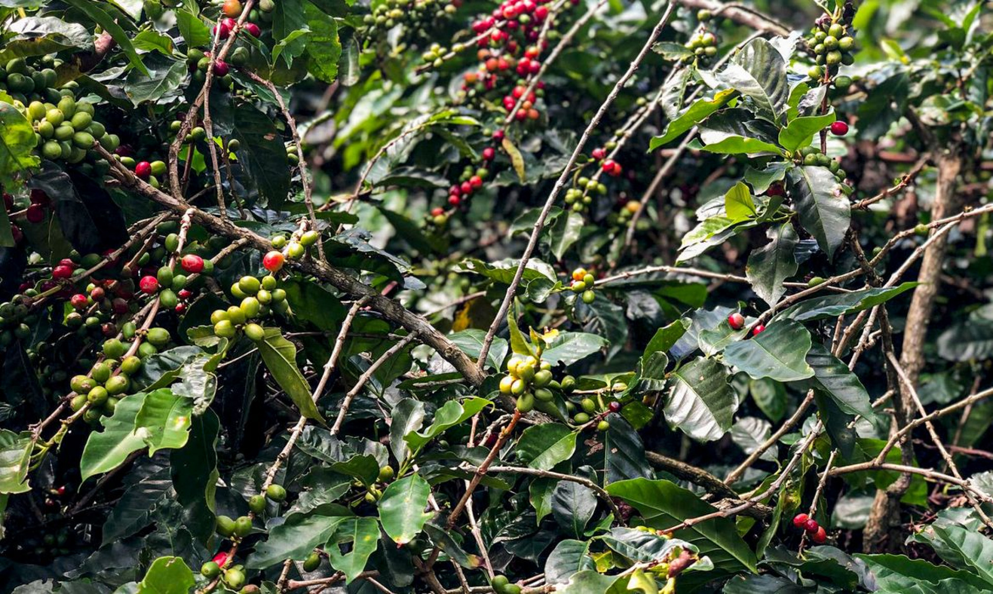 Produção de café deverá ser de 55,7 milhões de sacas em 2025