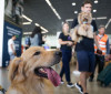 Aéreas podem se negar a embarcar animais de suporte emocional, diz STJ