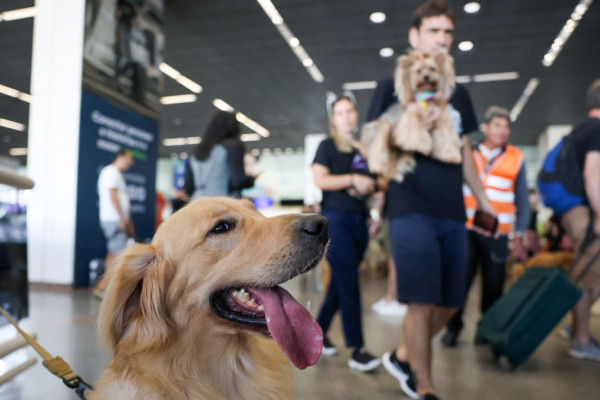 Aéreas podem se negar a embarcar animais de suporte emocional, diz STJ