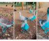 Cidade paulista apura vazamento de corante que tingiu aves em parque