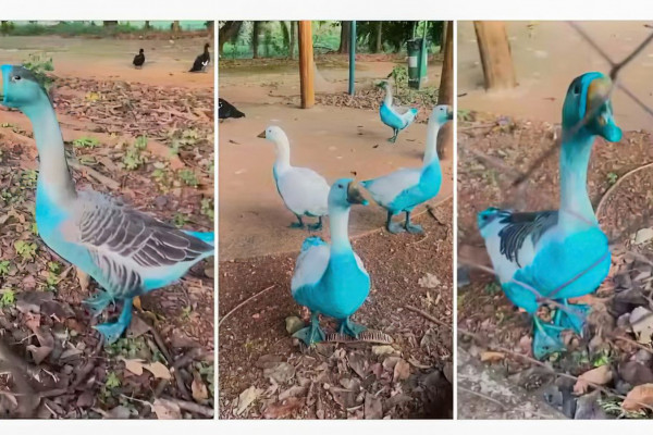 Cidade paulista apura vazamento de corante que tingiu aves em parque