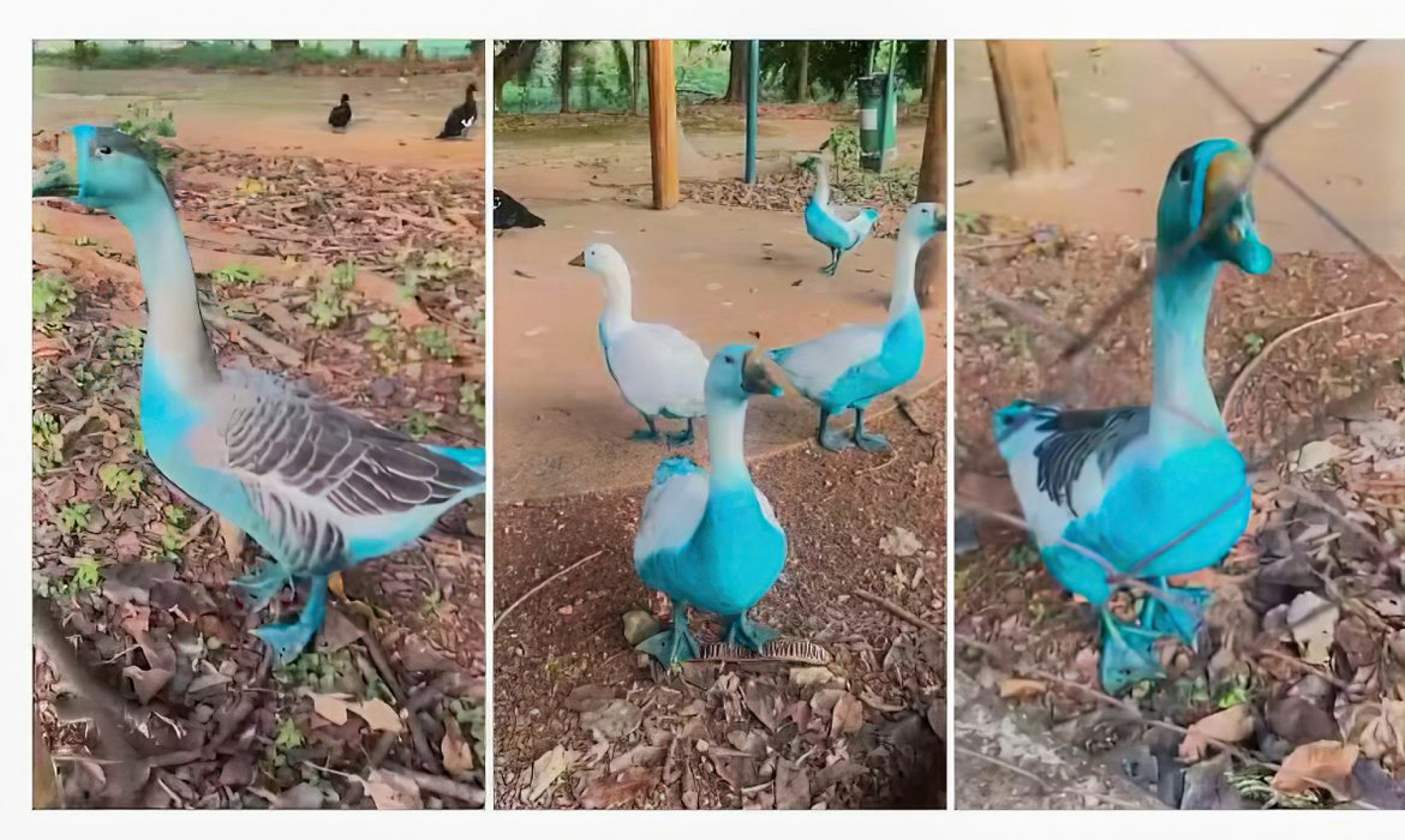Cidade paulista apura vazamento de corante que tingiu aves em parque