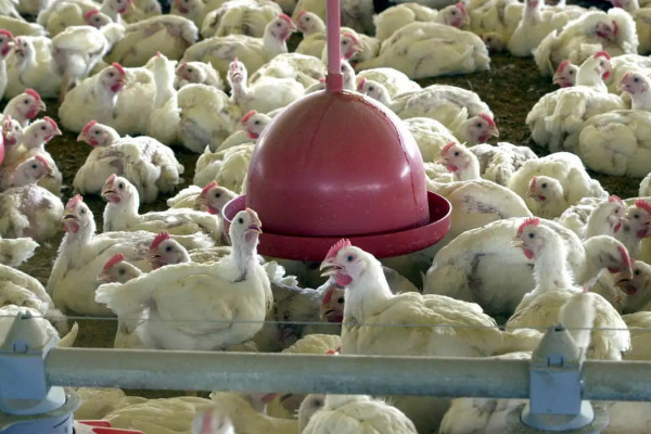 Agricultura confirma caso de gripe aviária em município do RS