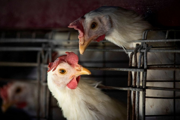 FAO: caso de gripe aviária no Brasil marca nova etapa do vírus