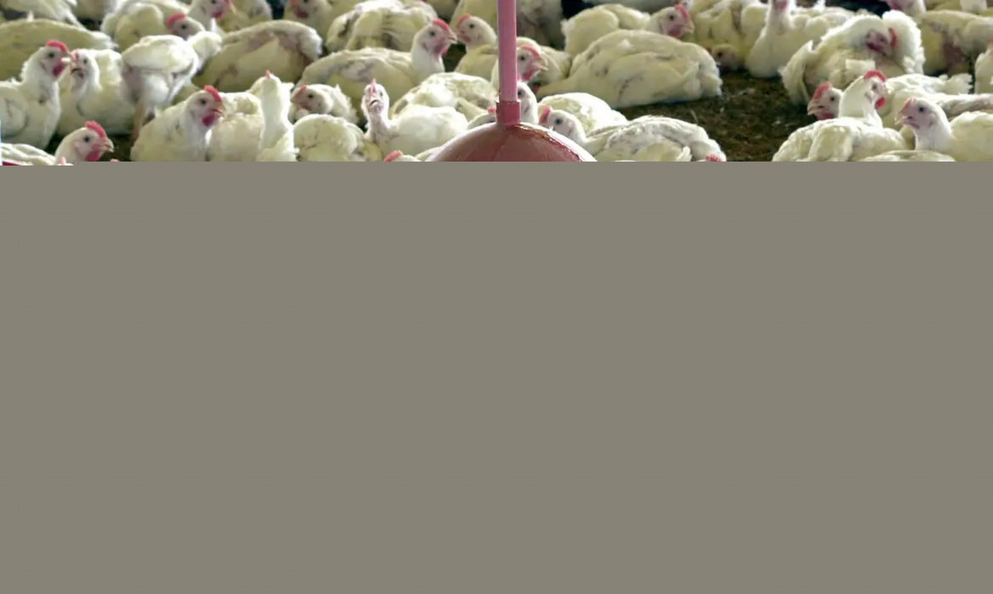 Gripe aviária: tire suas dúvidas sobre doença que afeta aves