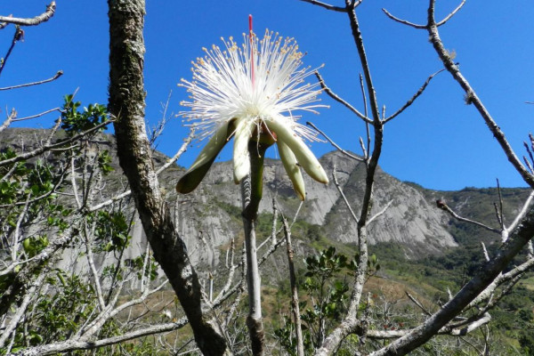 Estudo em morros do Sudeste encontra espécies resistentes ao calor