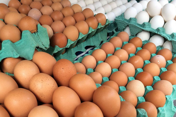 MG descarta preventivamente 450 toneladas de ovos férteis vindos do RS