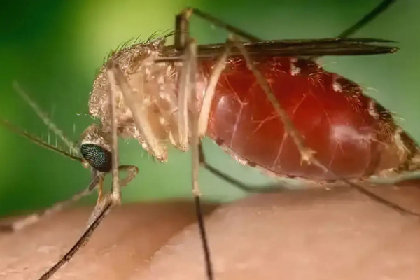 Rio confirma mais duas mortes por febre do Oropouche