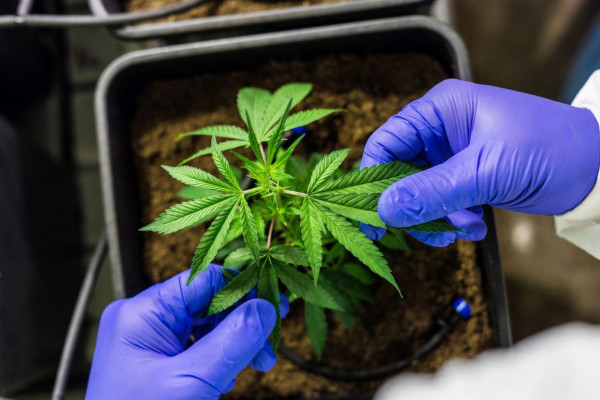 Cultivo de cannabis medicinal pelo agronegócio é destaque em congresso