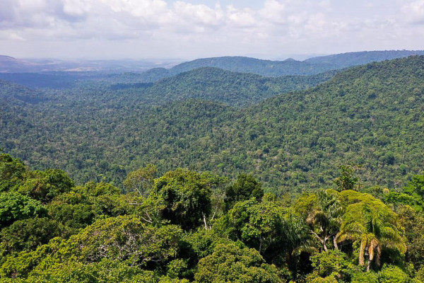 Instituto lança edital para projetos que protejam a Amazônia