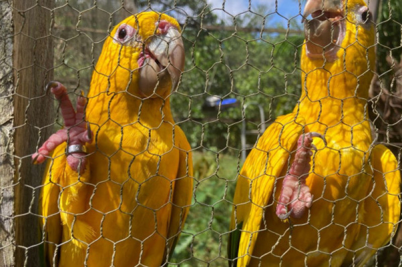 Captura e domesticação colocam animais silvestres em risco