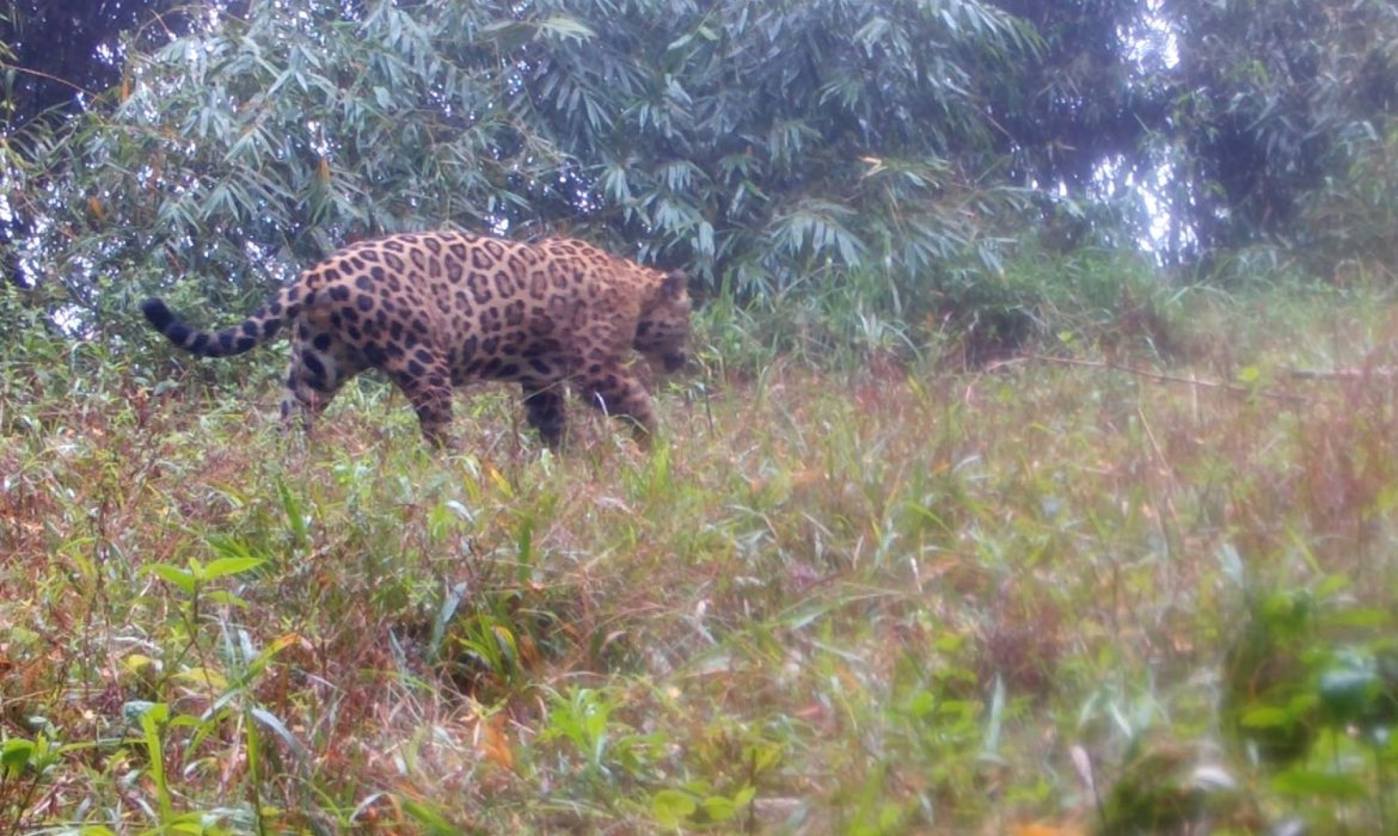 Projeto do ICMBio mapeia 23 genomas com detalhamento sobre espécies