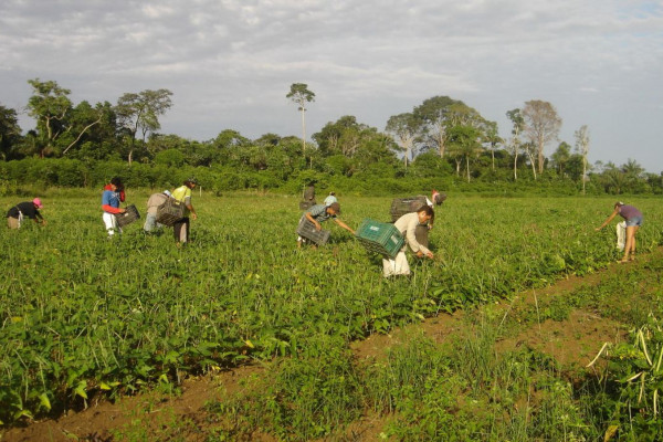 Produtores afetados por estiagem no RS podem renegociar crédito rural