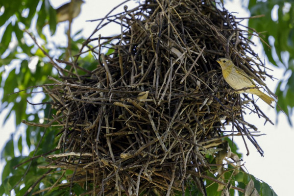 Rio: câmeras vão possibilitar um levantamento mais detalhado da fauna