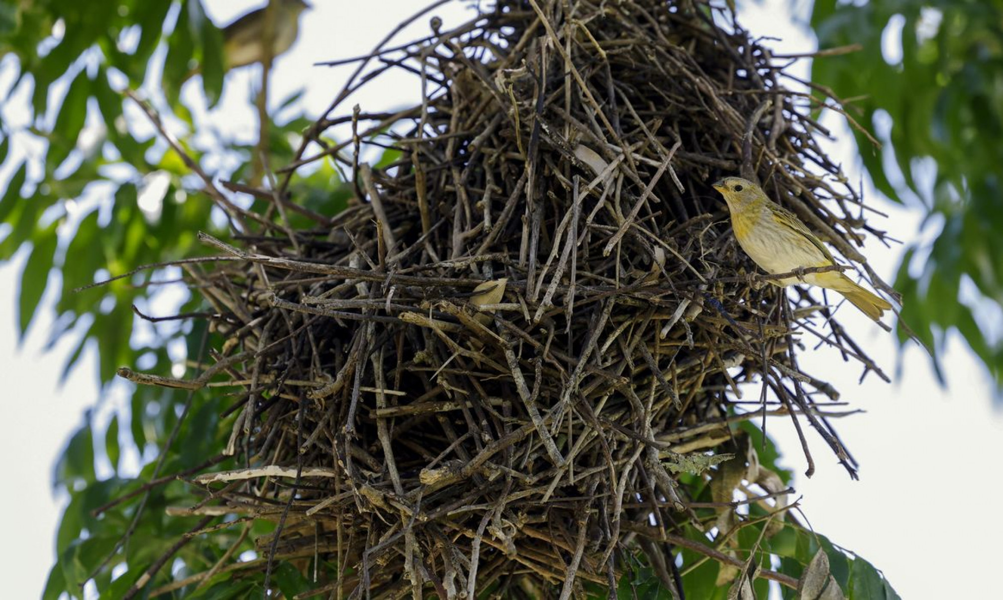 Rio: câmeras vão possibilitar um levantamento mais detalhado da fauna 
