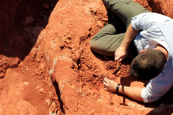 Fóssil descoberto no Brasil lança luz sobre origem dos dinossauros
