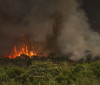 Câmara aprova aumento de punição a quem provocar incêndios florestais