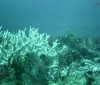 Edital do BNDES destina R$ 43 milhões para proteção de ilhas oceânicas