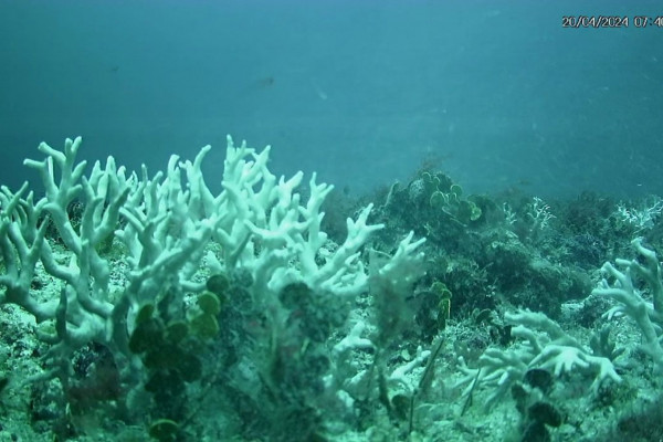 Edital do BNDES destina R$ 43 milhões para proteção de ilhas oceânicas