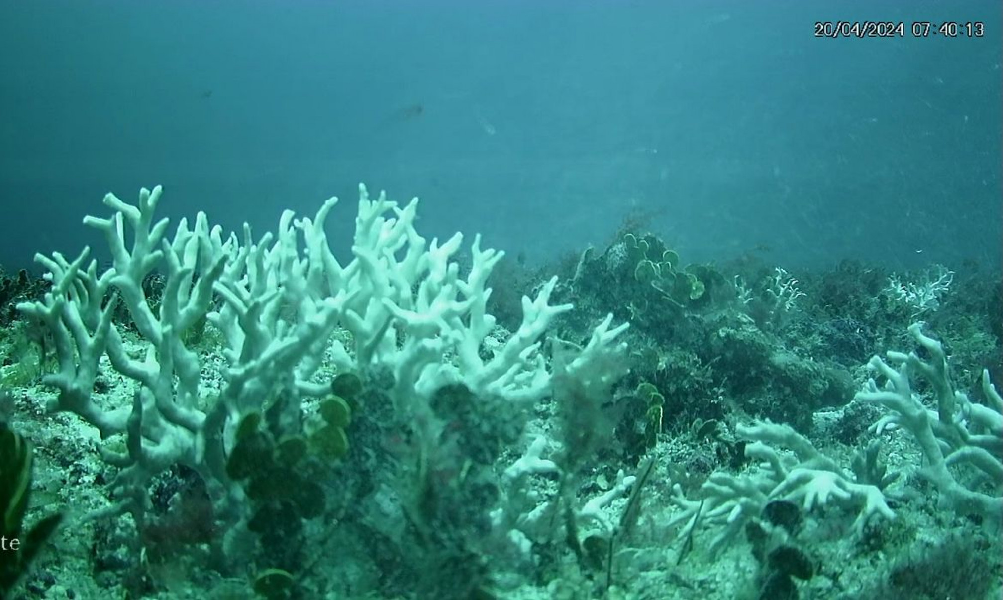Edital do BNDES destina R$ 43 milhões para proteção de ilhas oceânicas