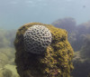 Unesco reconhece projeto brasileiro que busca preservar corais em PE