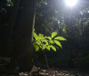 Sesc São Paulo tem programação especial na Semana do Meio Ambiente