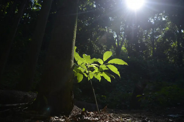 Sesc São Paulo tem programação especial na Semana do Meio Ambiente