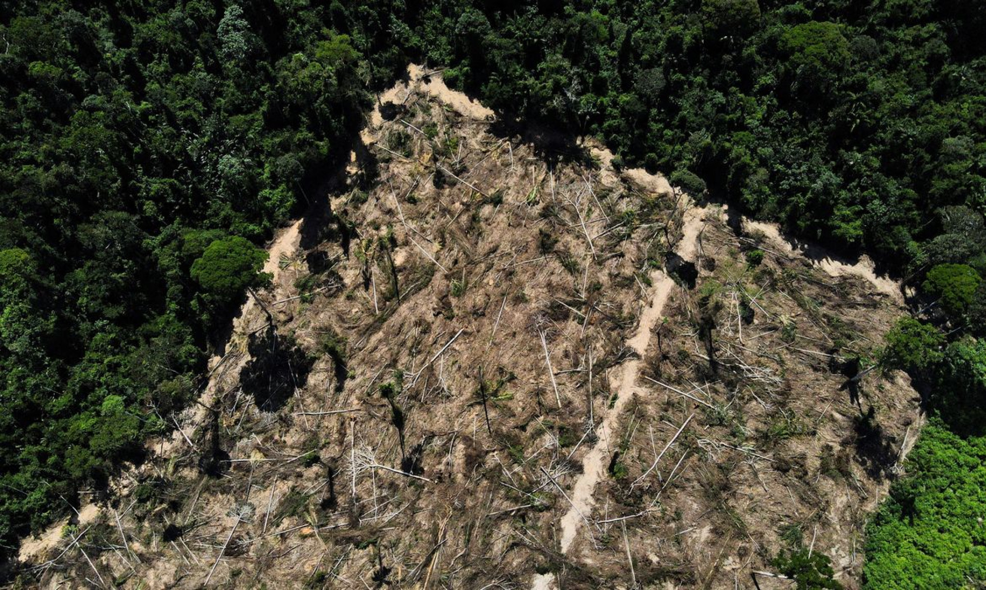 Florestas públicas não destinadas são ameaçadas por crimes ambientais 