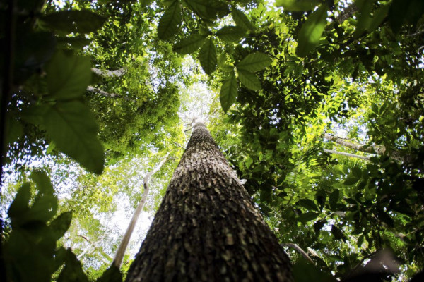 Potencial de estados com crédito de carbono na Amazônia passa de 10 bi