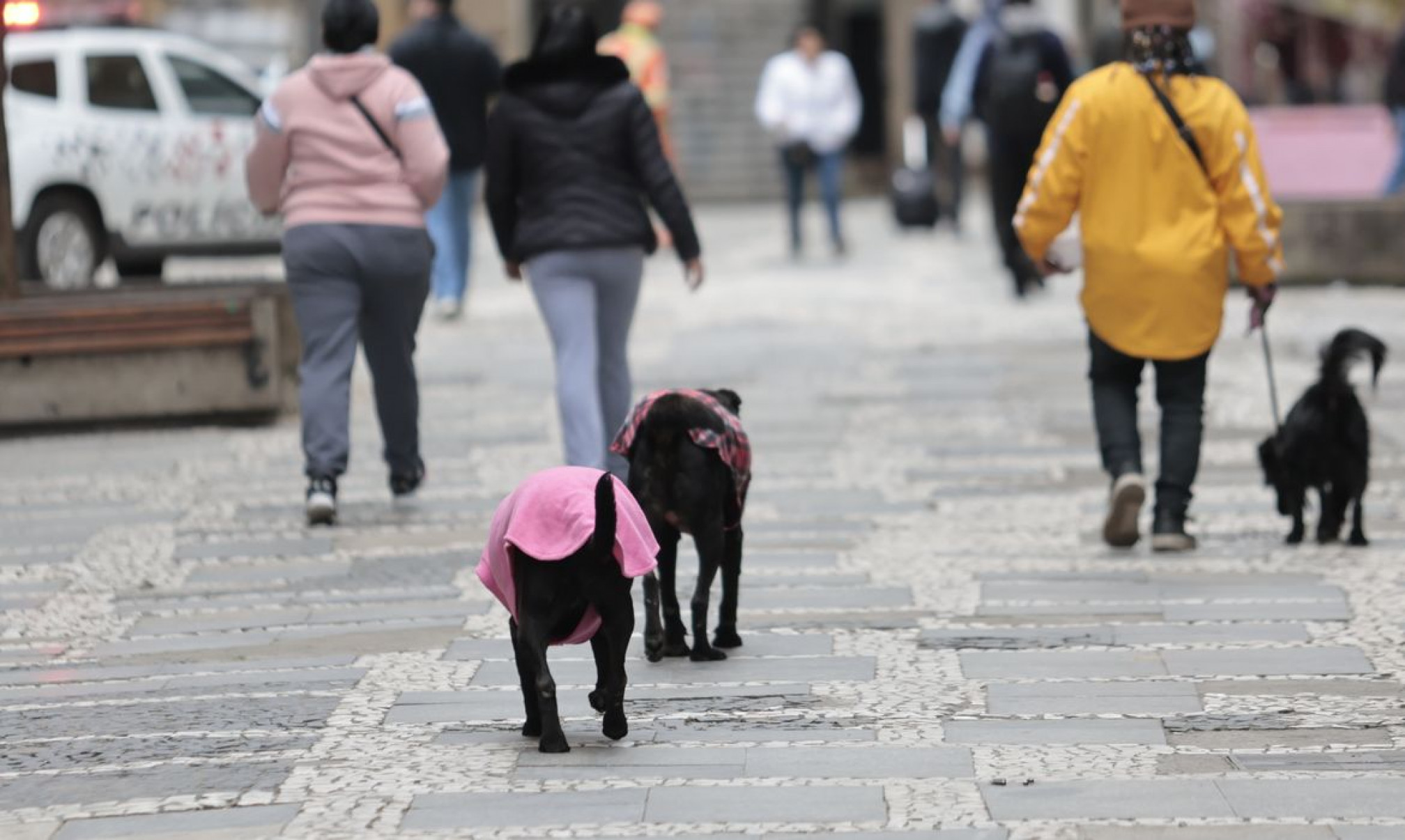 Parque Nacional do Itatiaia registra menor temperatura do ano: -9,4ºC