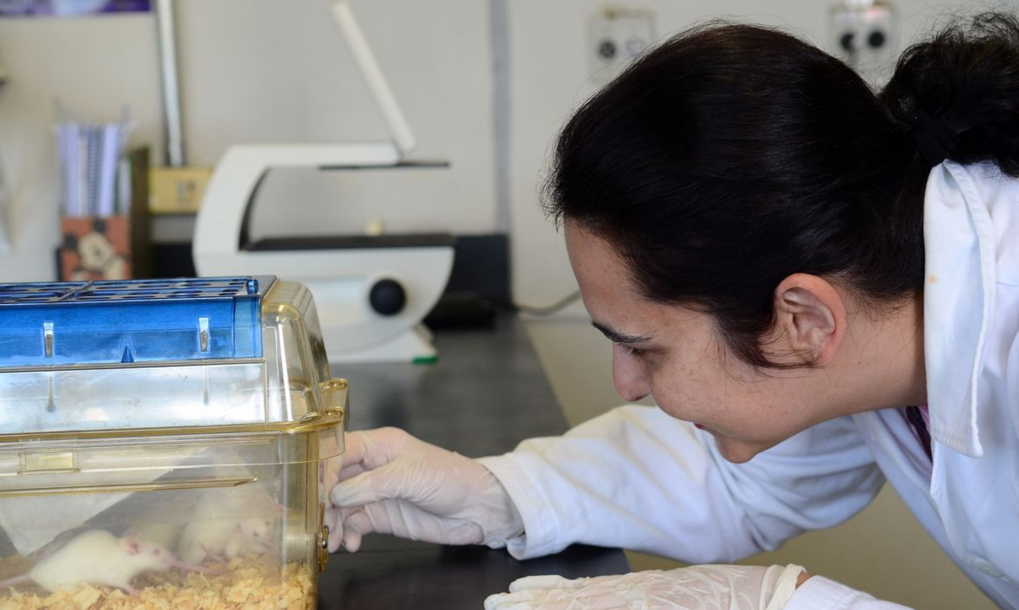 Tecidos feitos em laboratório podem aperfeiçoar testes de medicamentos