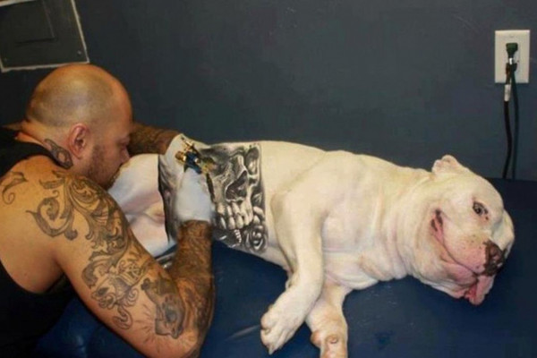 Governo sanciona lei que proíbe tatuagens e piercings em cães e gatos