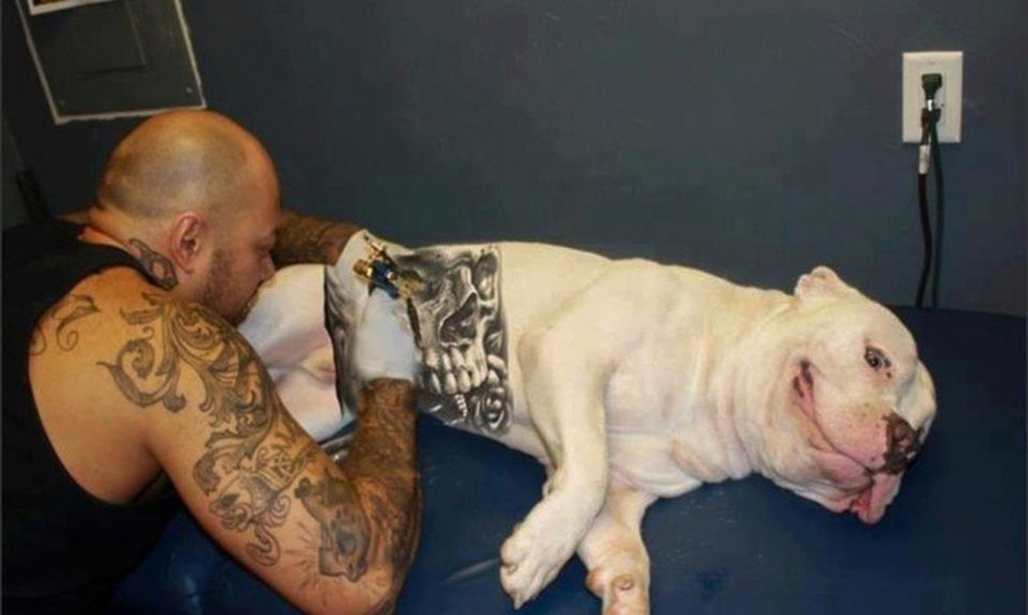 Governo sanciona lei que proíbe tatuagens e piercings em cães e gatos