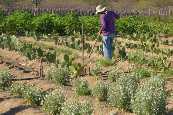 Estudo mostra ganhos necessários para vida digna em áreas do semiárido