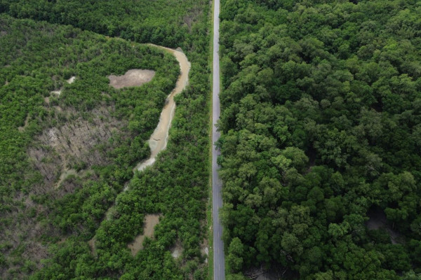 Construção de estradas impacta mangue amazônico