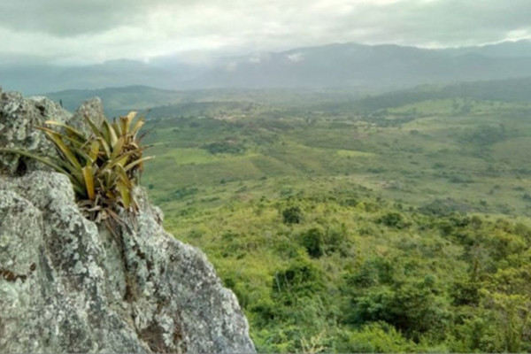 Pesquisador indígena cataloga 150 plantas medicinais de seu território