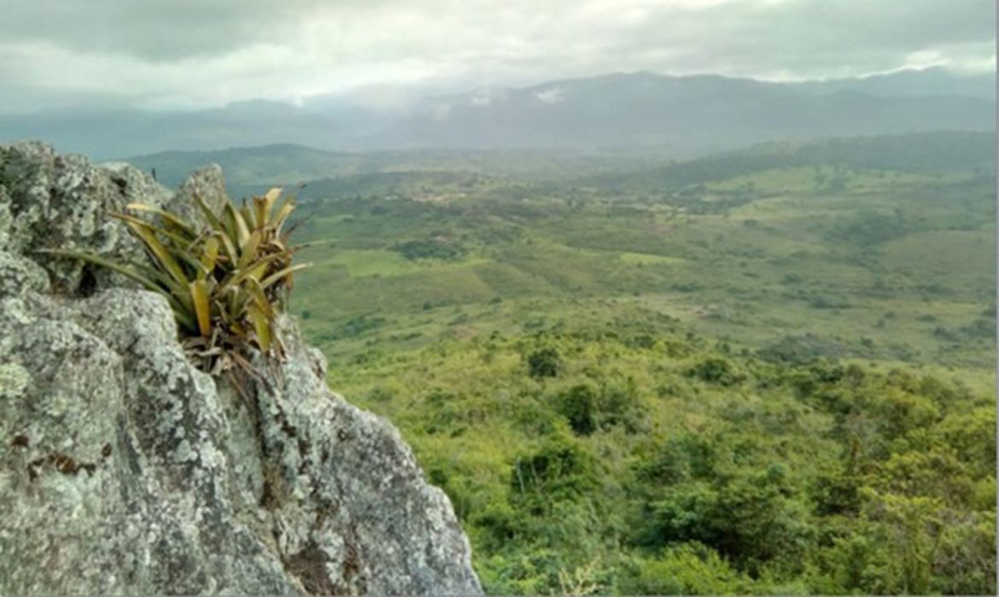 Pesquisador indígena cataloga 150 plantas medicinais de seu território