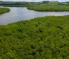 Campanha pede criação de reserva para proteger manguezal em Pernambuco