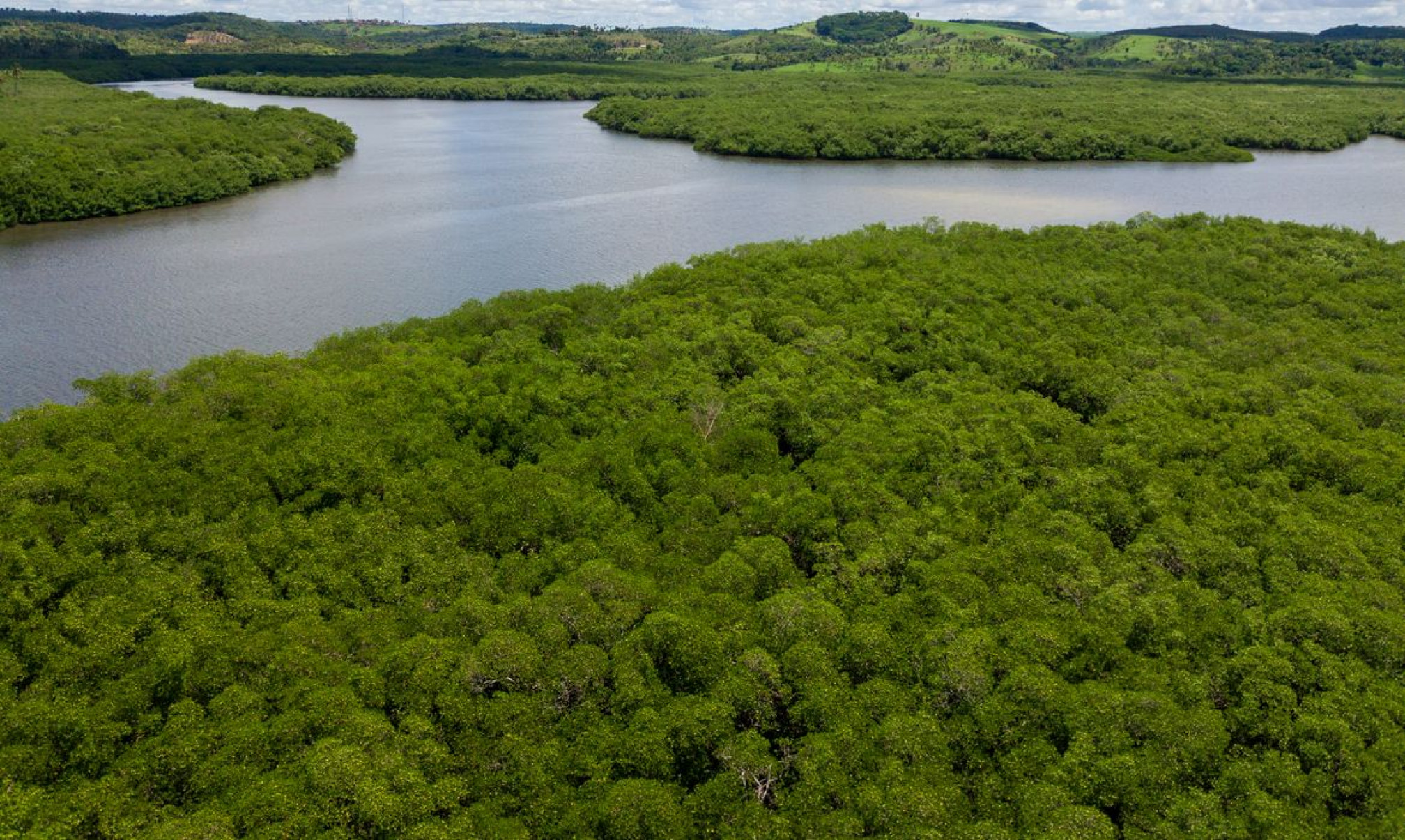 Campanha pede criação de reserva para proteger manguezal em Pernambuco