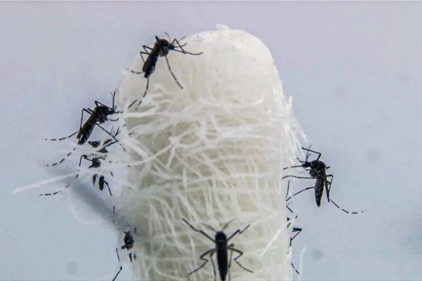 Capital paulista tem queda de 90,5% nos casos confirmados de dengue