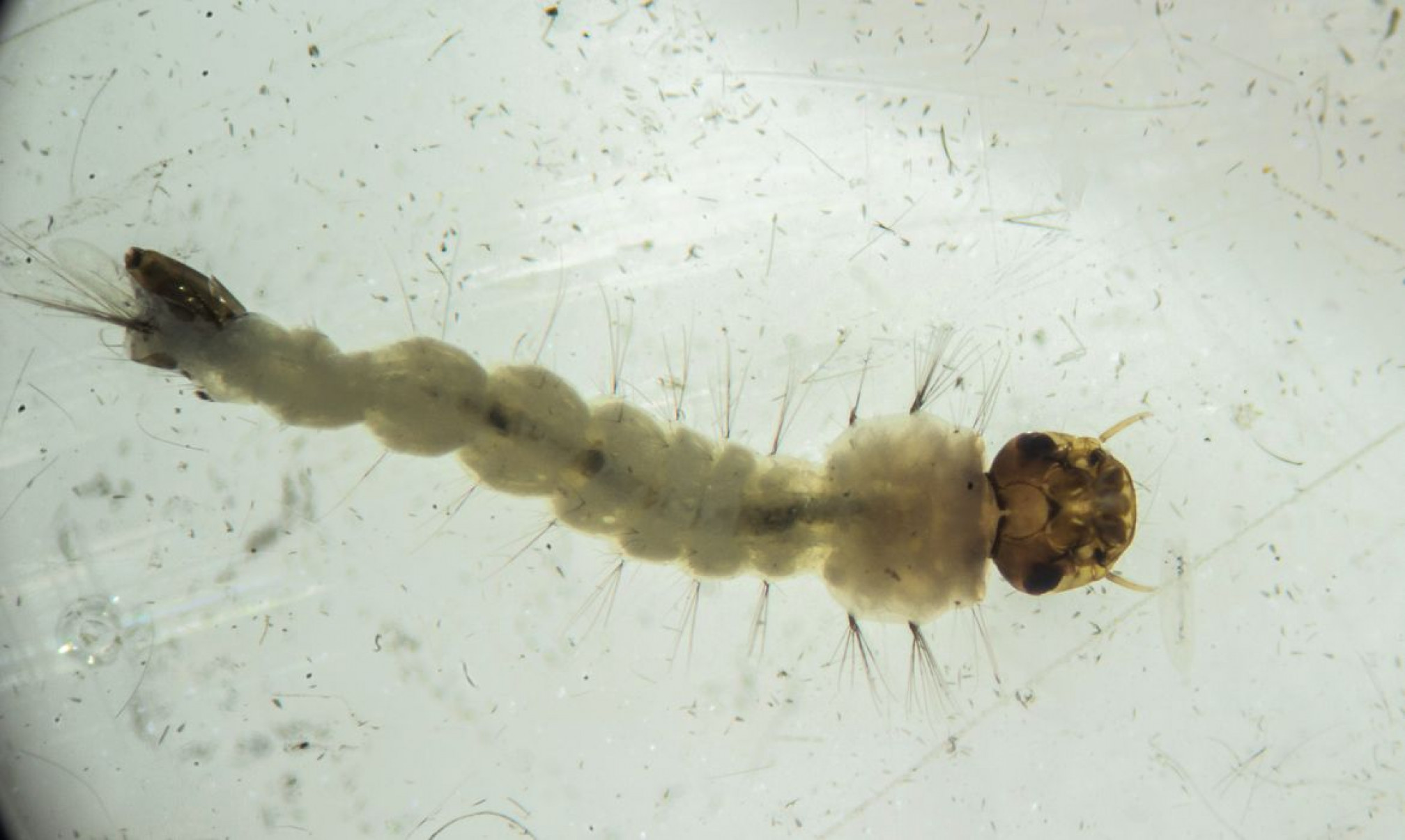 Brasil inaugura maior biofábrica do mundo de mosquitos do bem