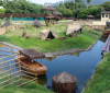 Material de aves mortas em BioParque do Rio será analisado em Campinas