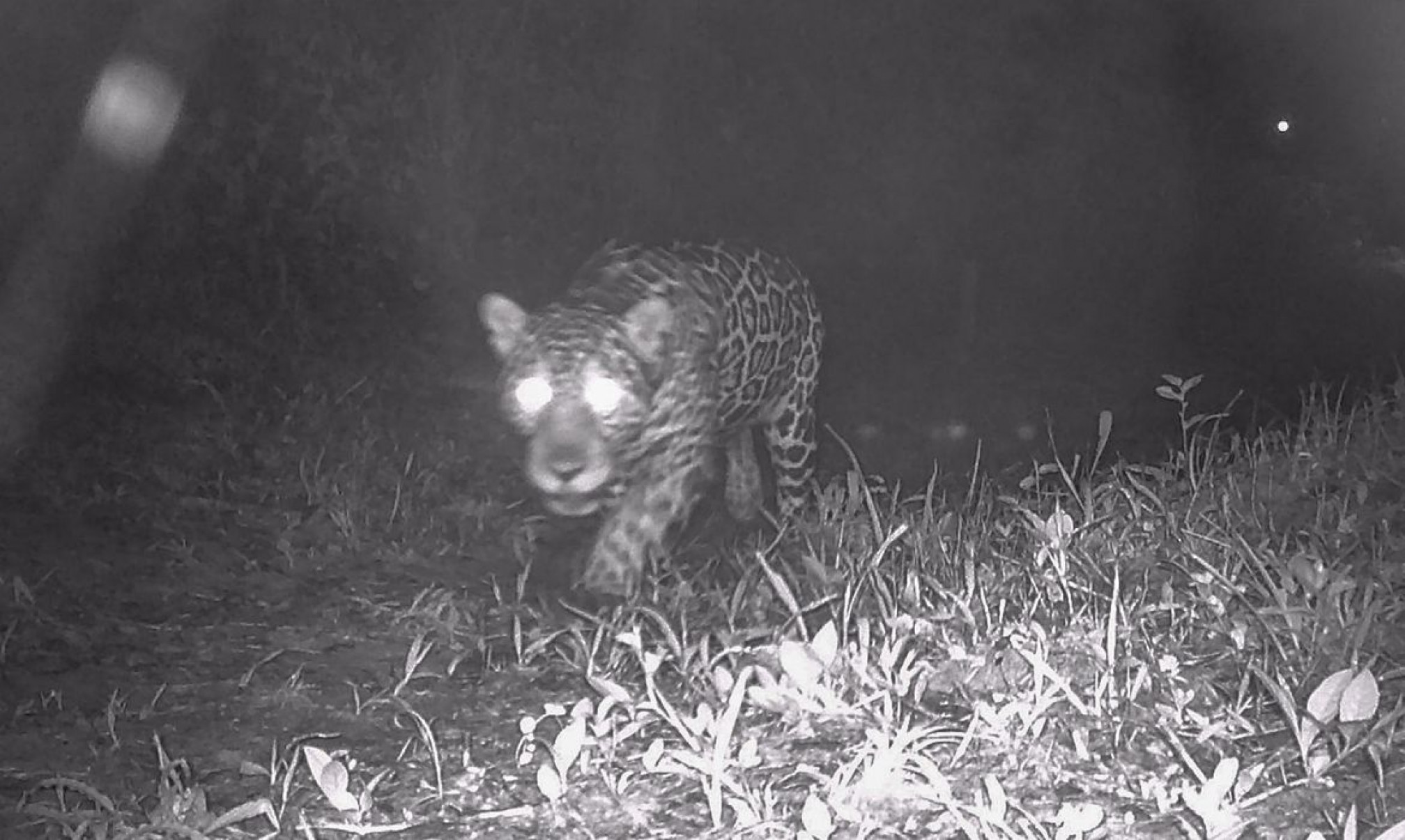 Após 50 anos, onça-pintada é registrada nas matas de Valença, no Rio