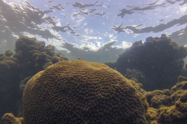 Calor, acidez das águas e pouco alimento ameaçam ecossistemas marinhos