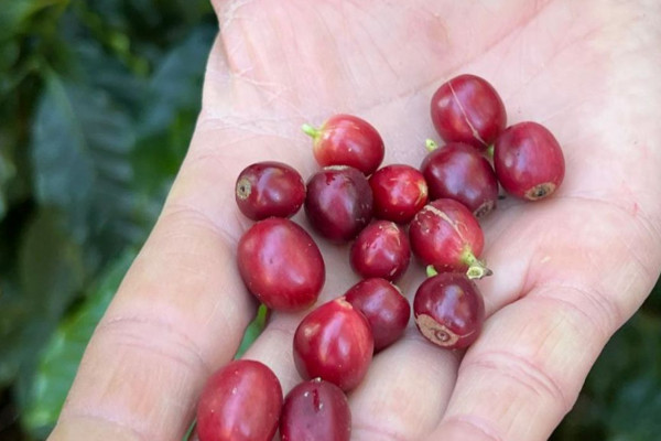 China habilita 183 empresas brasileiras a exportar café para o país