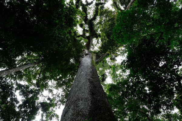 Lula sanciona lei do licenciamento ambiental com 63 vetos