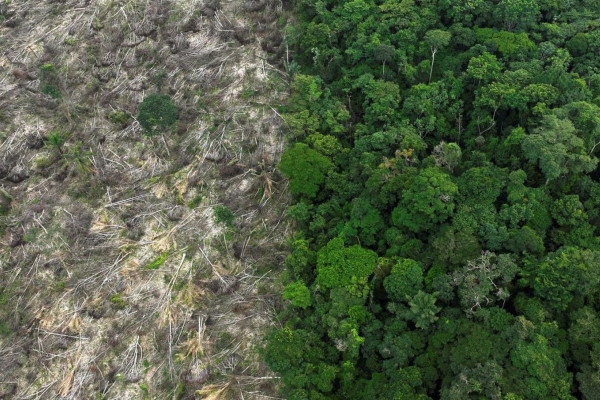 Brasil perdeu 111,7 milhões de hectares de áreas naturais em 40 anos